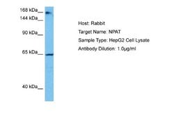NPAT Rabbit anti-Human, Polyclonal, Novus Biologicals 0.1 mL | Buy Online | Novus Biologicals | Fisher Scientific